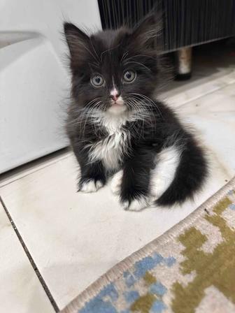 Отдам в хорошие руки Кошку с котятами, или можно котенка отдельно