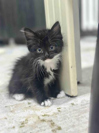 Отдам в хорошие руки Кошку с котятами, или можно котенка отдельно