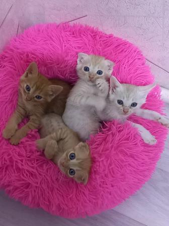 Отдам котят в добрые руки
