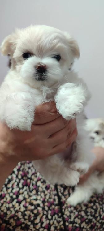 Продам щенят Мальтезе