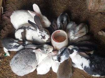 Қоян көжектері