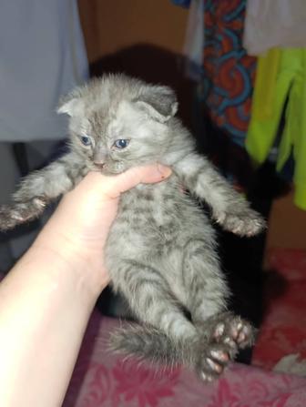 Продам шотландских котят