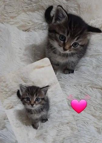 Отдам котят