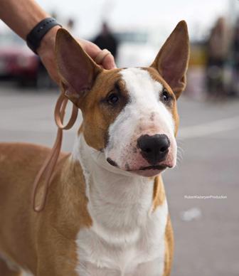 Готов к вязке Английский бультерьер