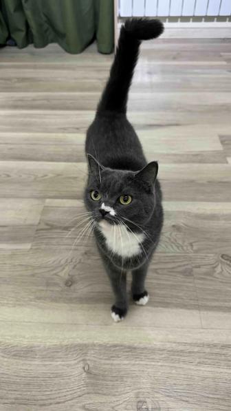 Отдам кошку