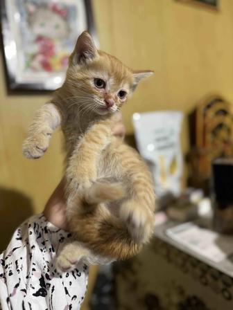 Котенок рыжего яркого окраса