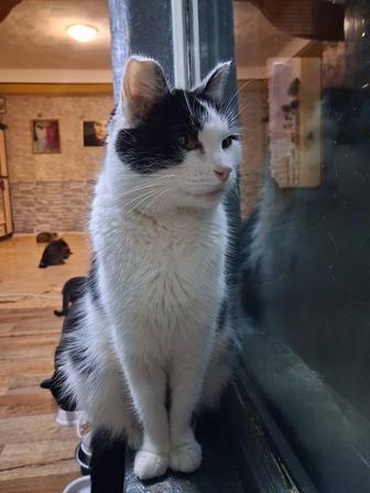 Милая кошка в поисках дома!!