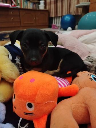 Карликовый пинчер