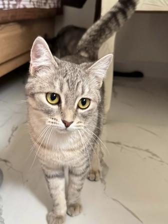 Ласковая кошка ищет дом. Отдам кошку в добрые руки