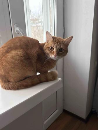 Отдам кошку в добрые руки