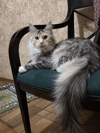 Отдам мейн-кун девочка 2года