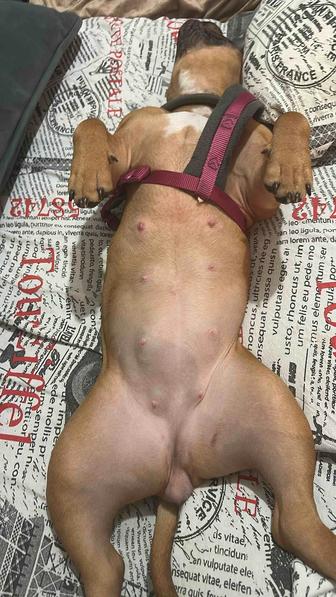 Продам американского булли