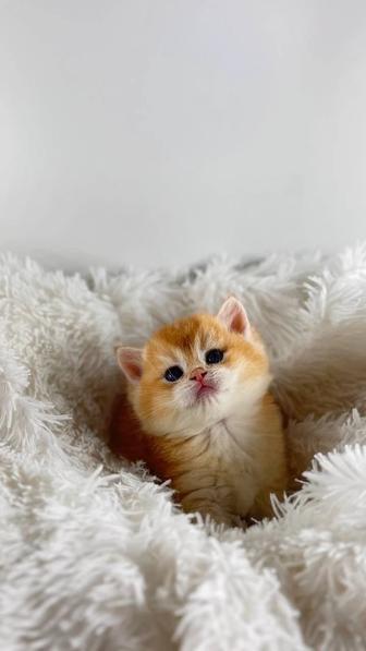 Шиншиллы британские