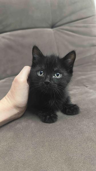 Котята в хорошие руки