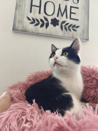 Котик Ванечка в добрые руки