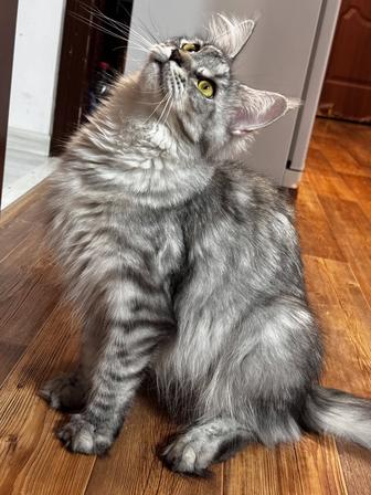 Мейн Кун кошка