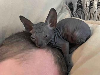 Котейка сфинкс