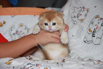Продажа котят