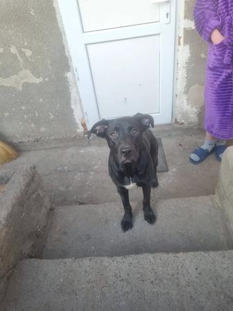 Нашлась собака .