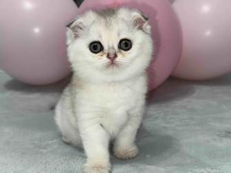 Продам девочку скоттиш fold, окрас голубой сильвер шейдед