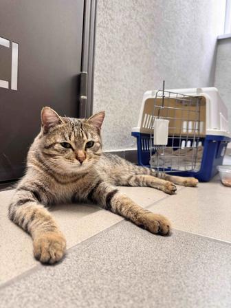 Дом для кота