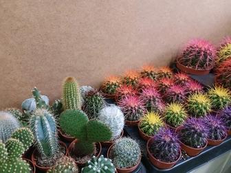 Кактусы микс разные из голландии
