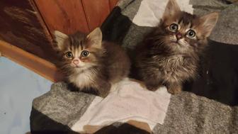 Котята девочки ищут дом