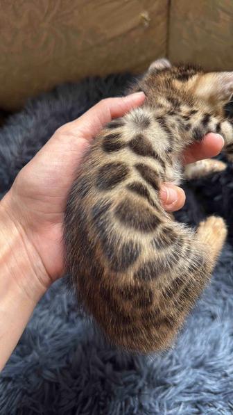 К продаже котята бенгальской породы.