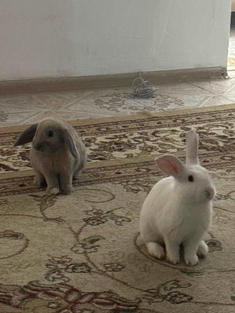 Кролики(вислоухие)
