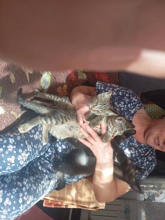 Котята в добрые руки.2 месяца.3 кота и кошечка .2 черных 2 серых