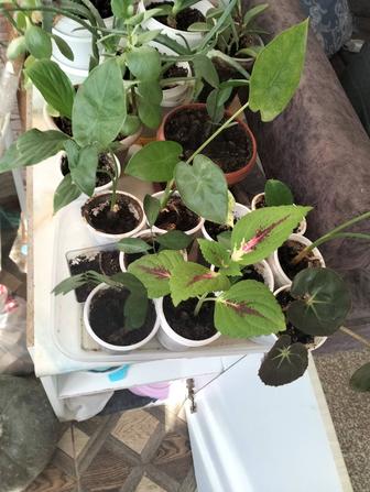 Домашние укорененные цветы