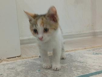 В добрые руки котенка отдам