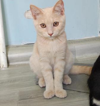 Котенок - мальчик , 4 месяца