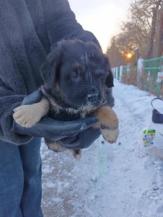 Большой выбор щенят