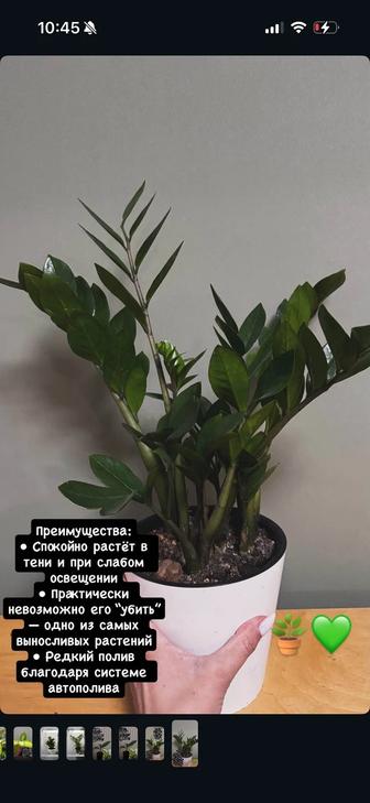 Замиакулькас