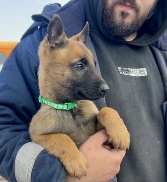 Кобель бельгийской овчарки малинуа