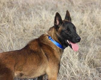 Щенки бельгийской малинуа от Че Гевары