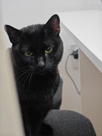 Ласковый котик в добрые руки