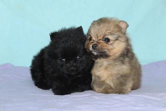 Щенки шпица шоу класса