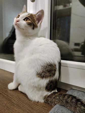 Котенок в добрые руки