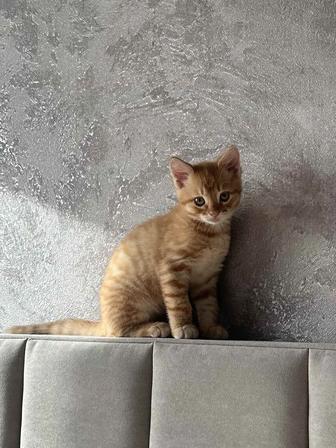 Рыжий котенок ищет дом