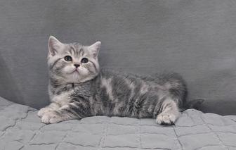 Продам кошечку британку с документами.