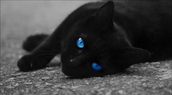 Кошечка