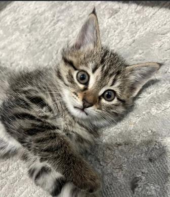 Котенок европейская кошка с окрасом Табби