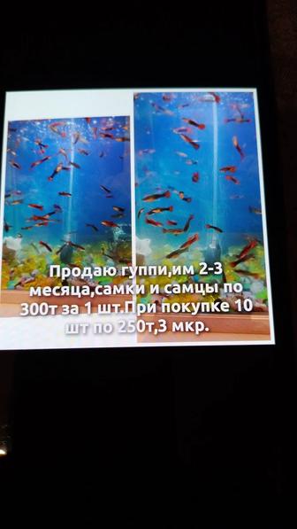 Продаю аквариумных рыбок