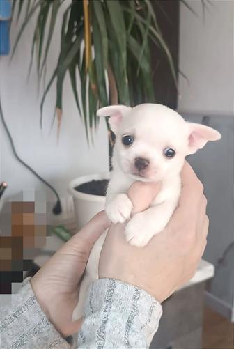 Чихуахуа белый мальчик