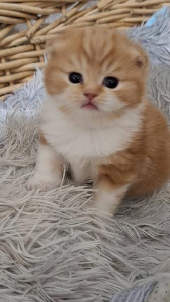 Шотландский котик