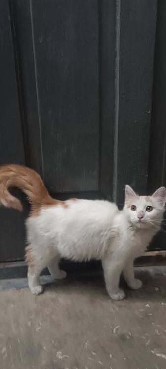 Котик ищет семью