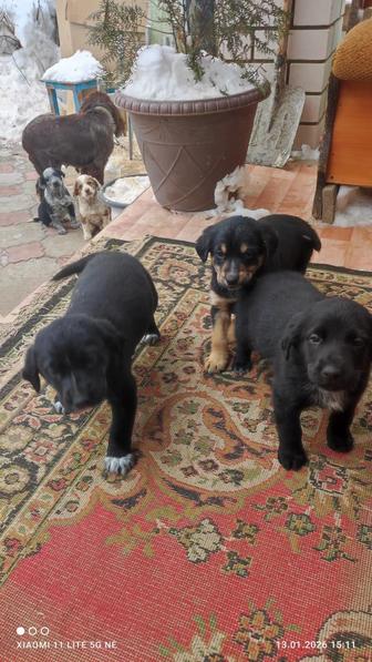 Отдам щенков в добрые руки