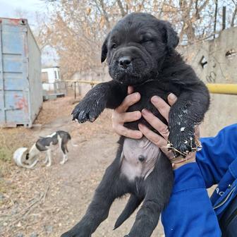 Щенок мальчики ищет дом